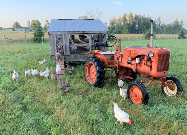 Free-Range Eggs